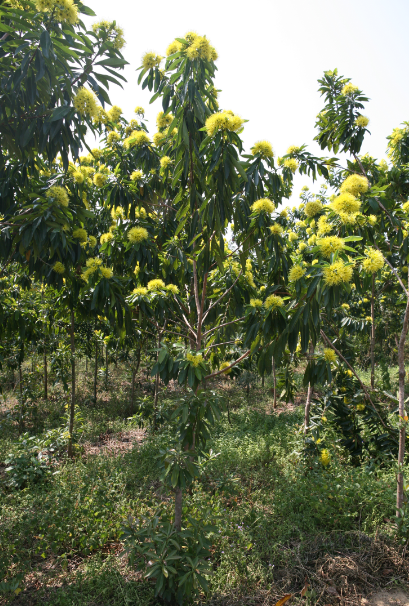 澳洲黄花树